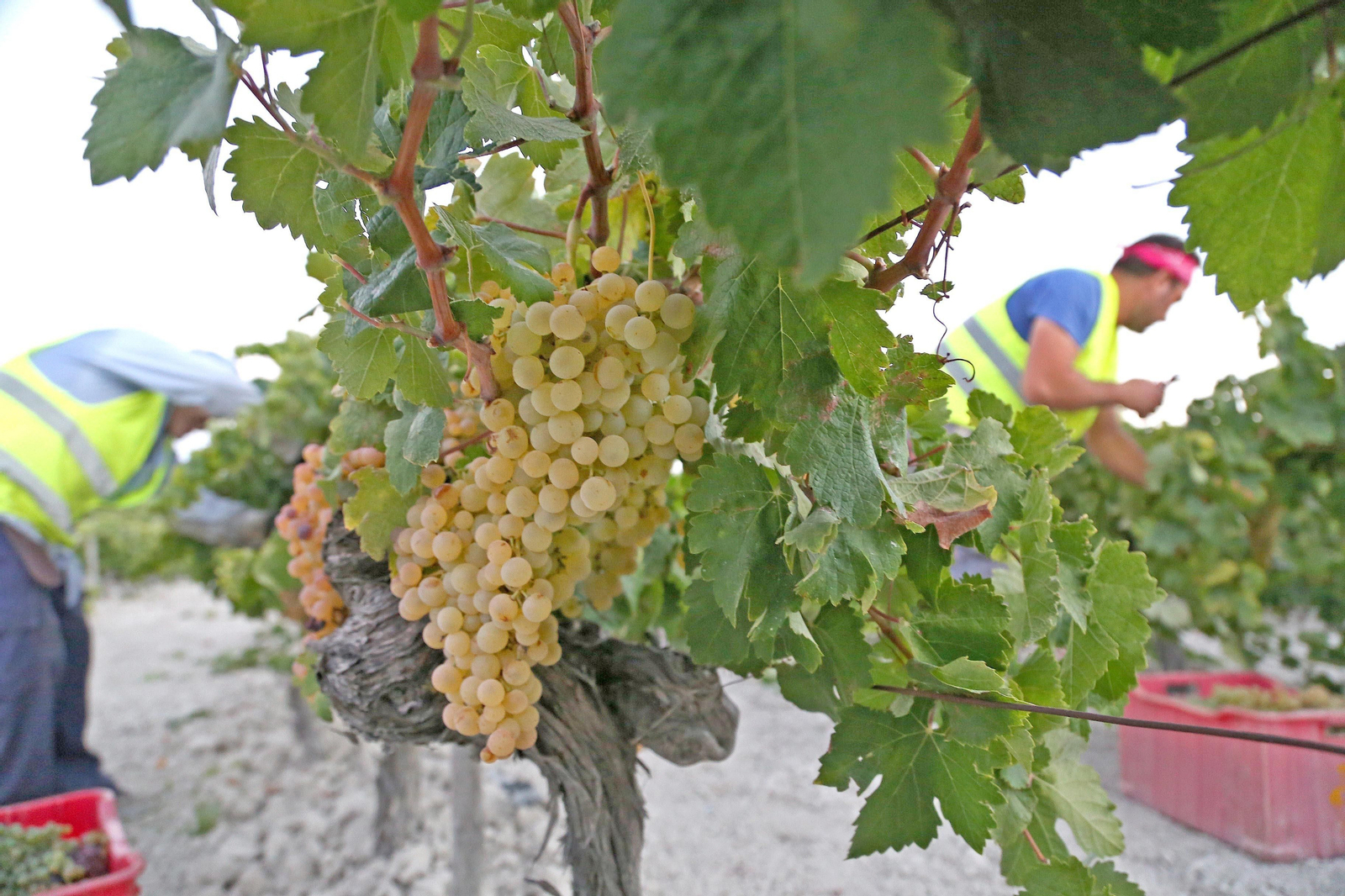 Uva palomina en una viña jerezana.