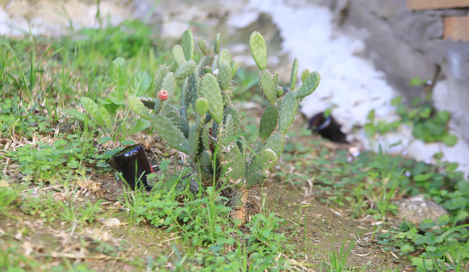 Los vecinos tapan los boquetes con botellas.