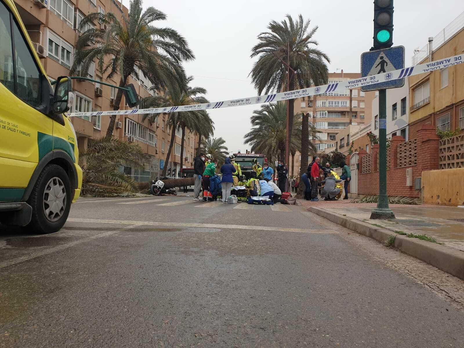 Una palmera causa un brutal accidente en Almería