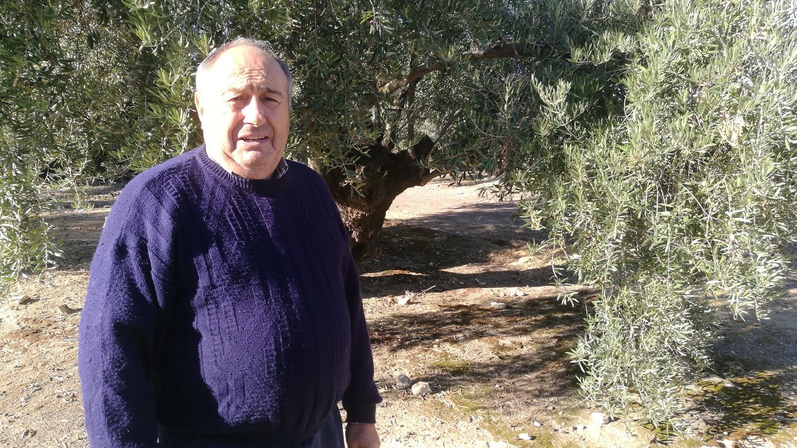 El presidente de la cooperativa entre los olivos.