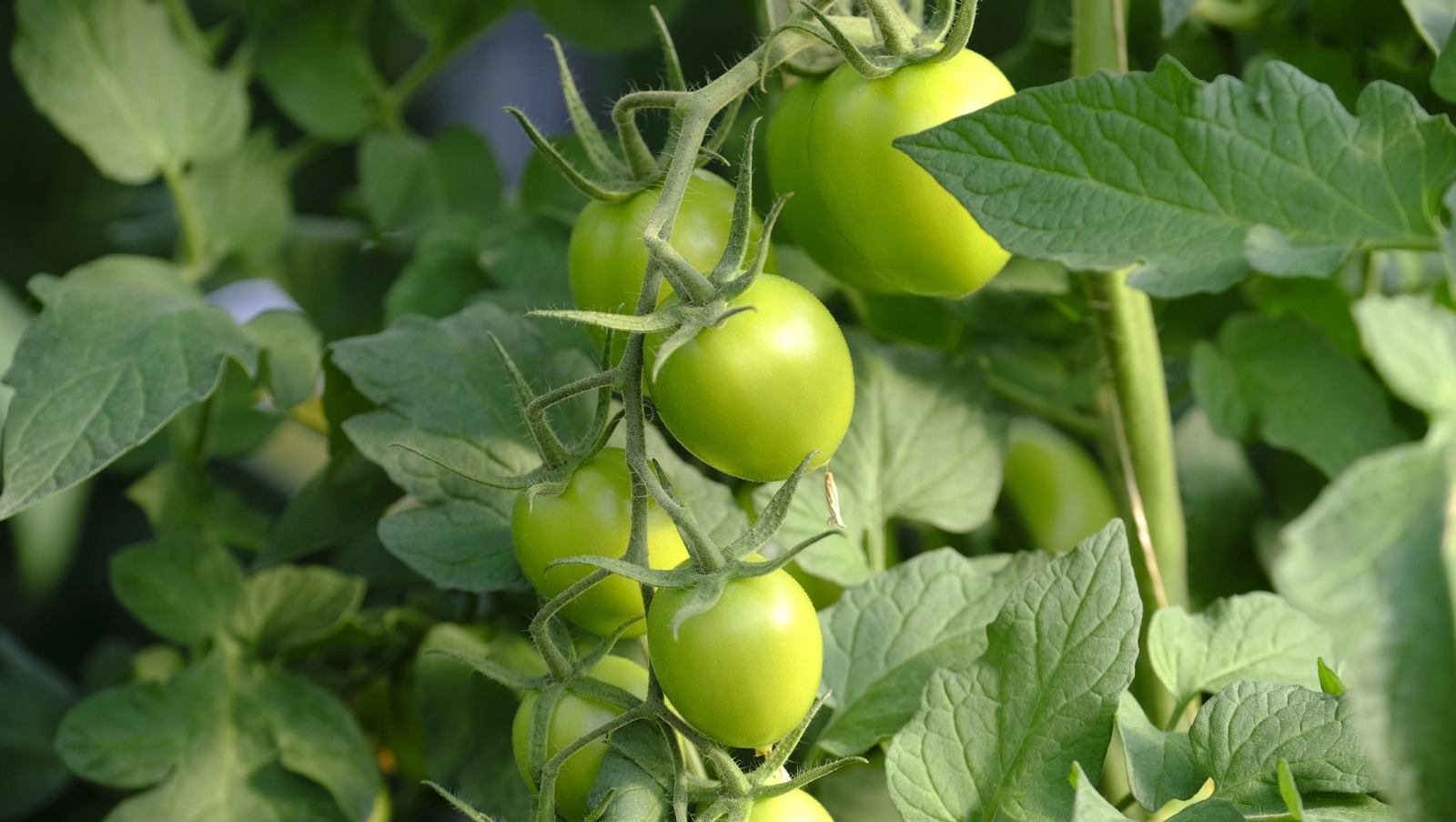 Jornada de puertas abiertas en la Estación Experimental Cajamar Las Palmerillas, en fotos