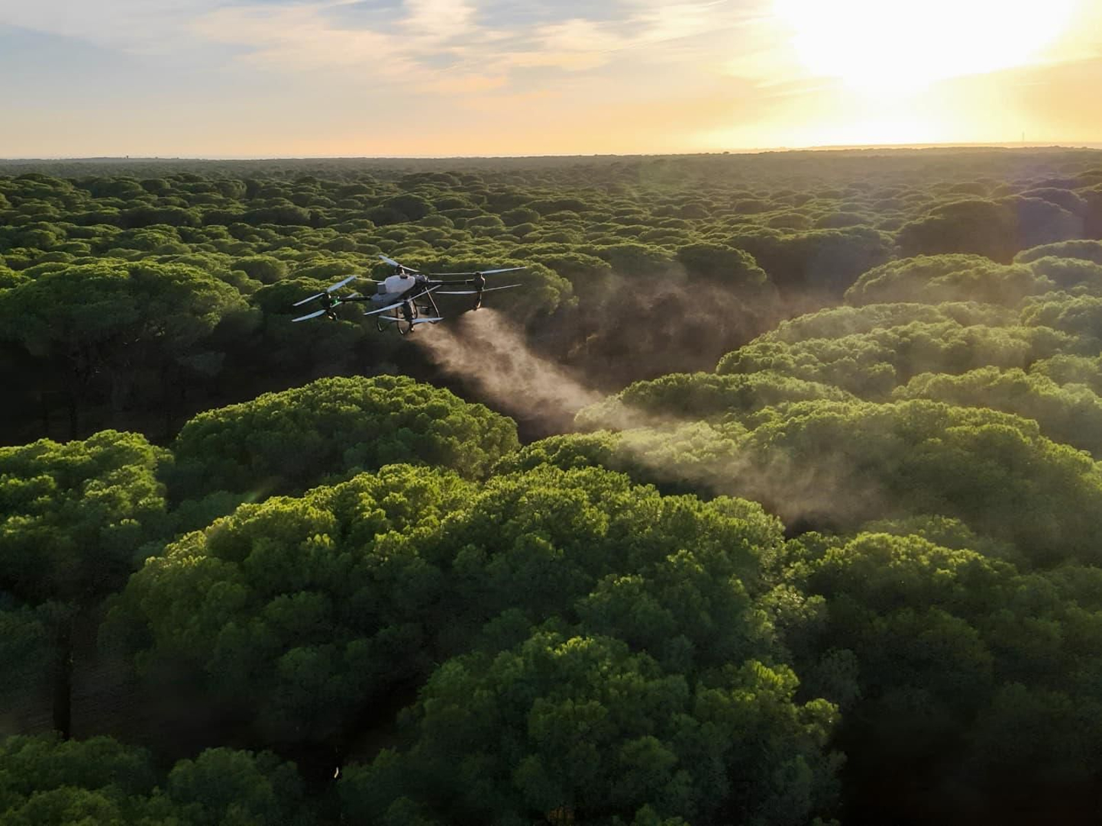 Un dron fumiga por primera vez sobre pinos en Málaga contra la procesionaria.