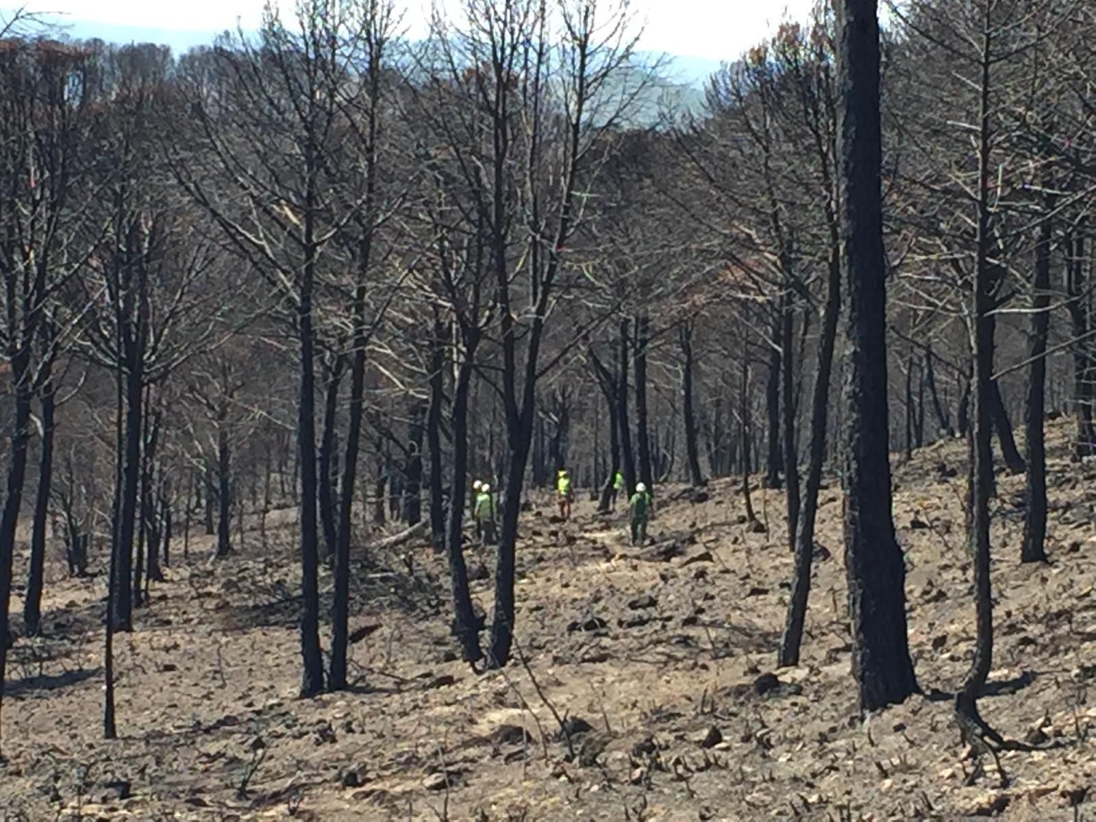 Las labores las está realizando la empresa pública Grupo Tragsa