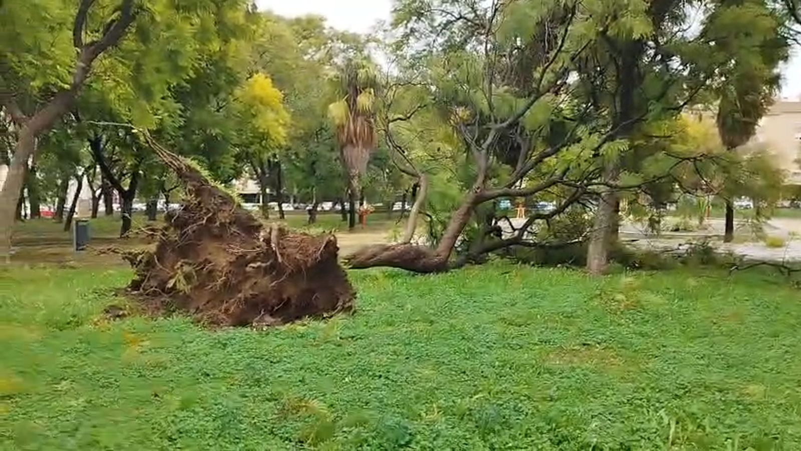 El viento arranca "de cuajo" un gran árbol en el parque Iguazú