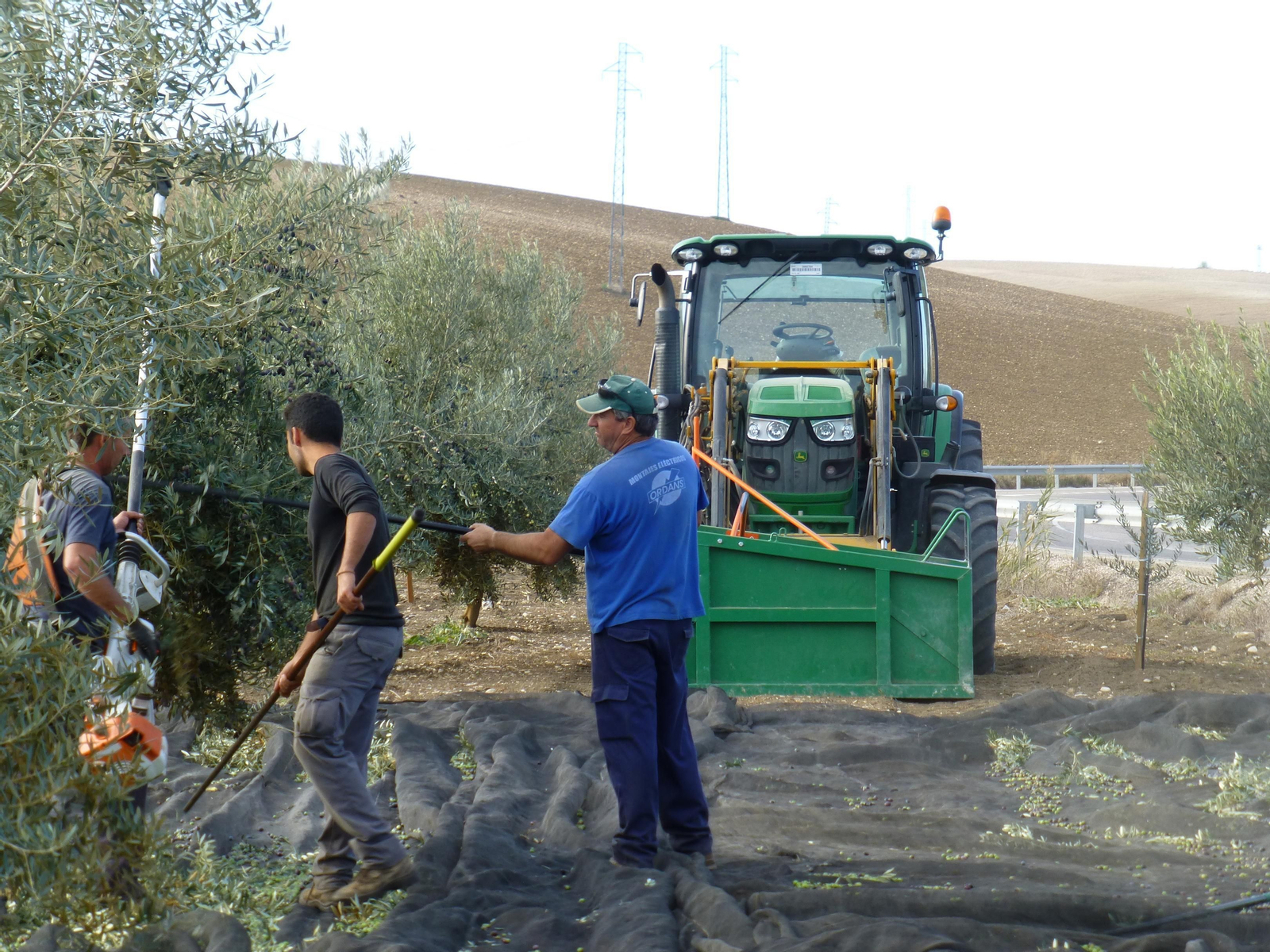 Recogida de aceituna en una finca de Baena.