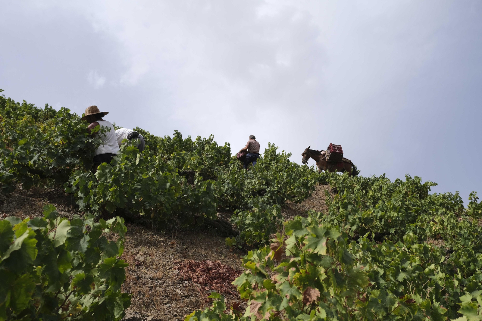 La vendimia de la Axarquía, en fotos