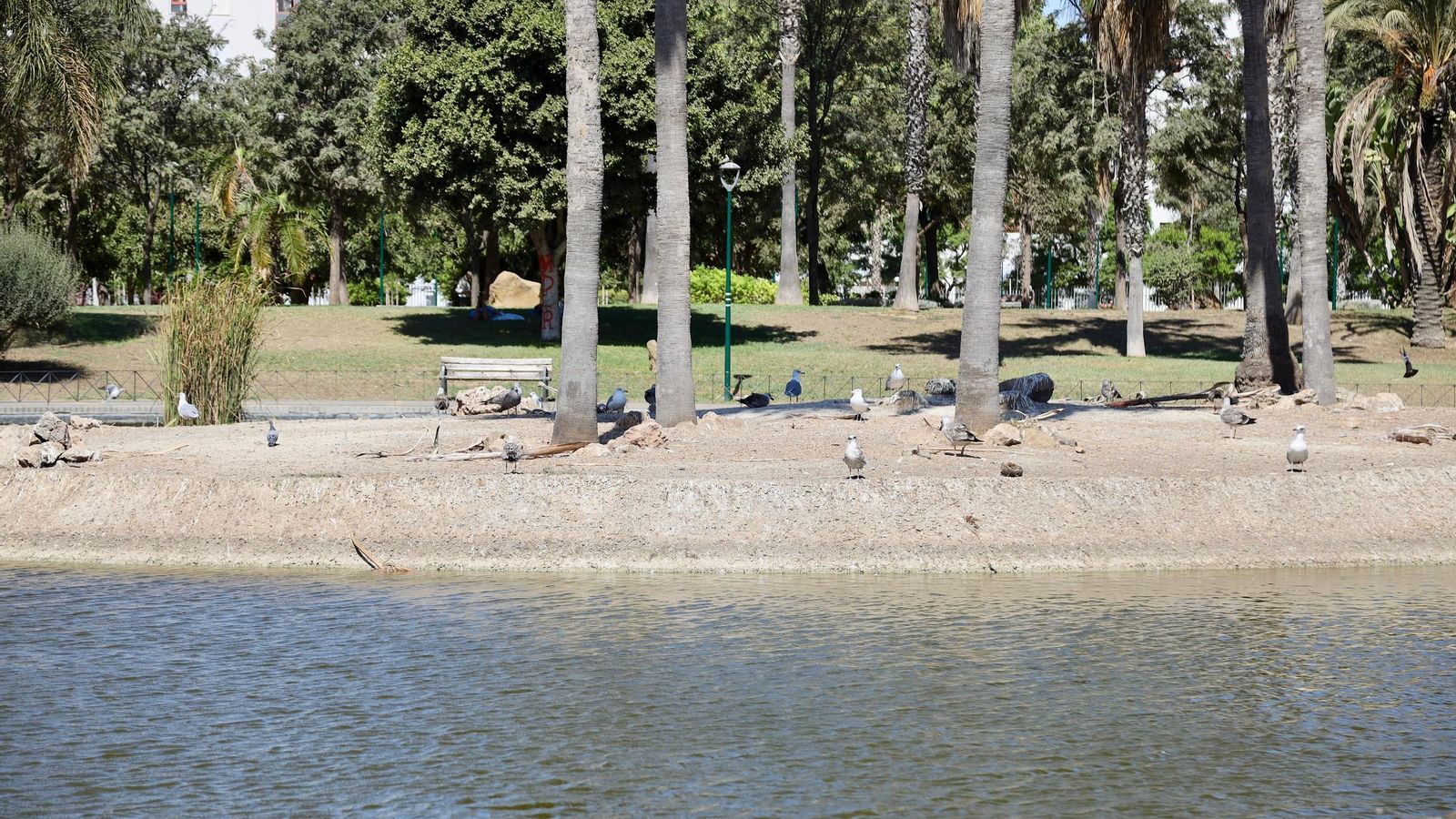 Aves en el lago del Parque de Huelin.