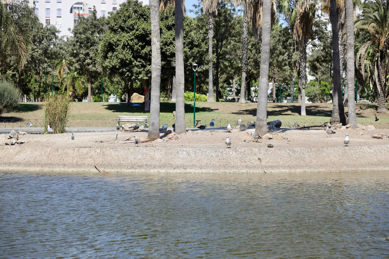 Aves en el lago del Parque de Huelin.