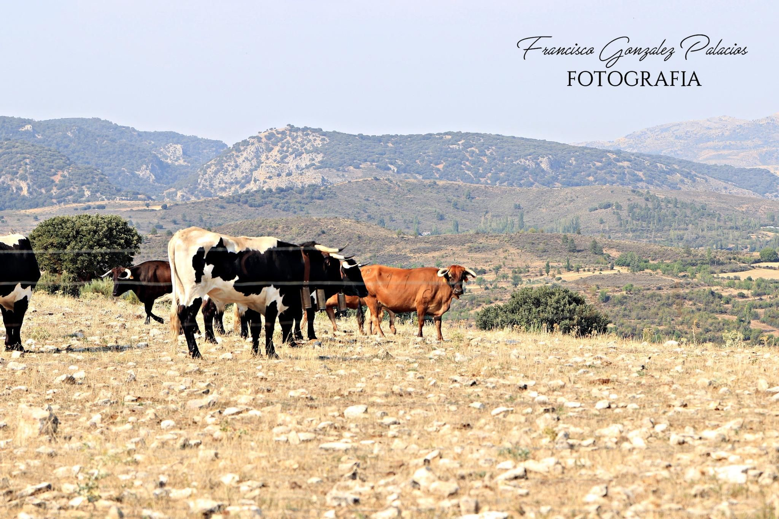 Saltos y fintas de vértigo en los encierros de Santiago de la Espada, en imágenes