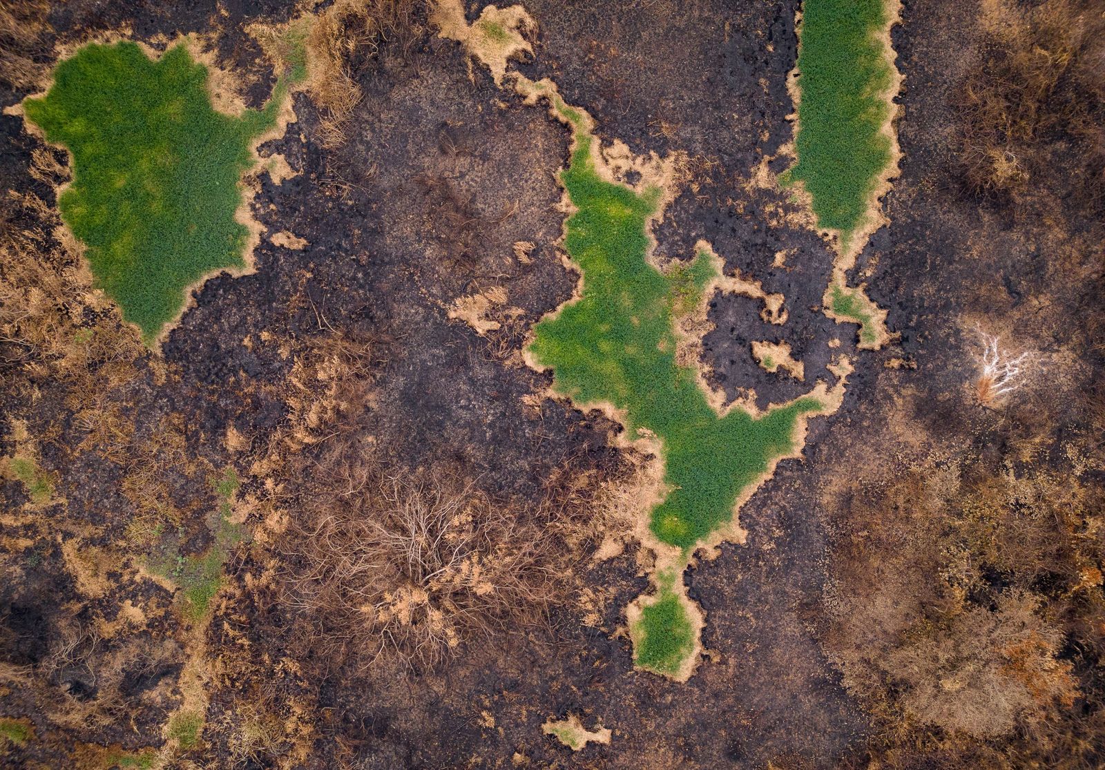 Las llamas convierten en una tumba al aire libre El Pantanal en Brasil