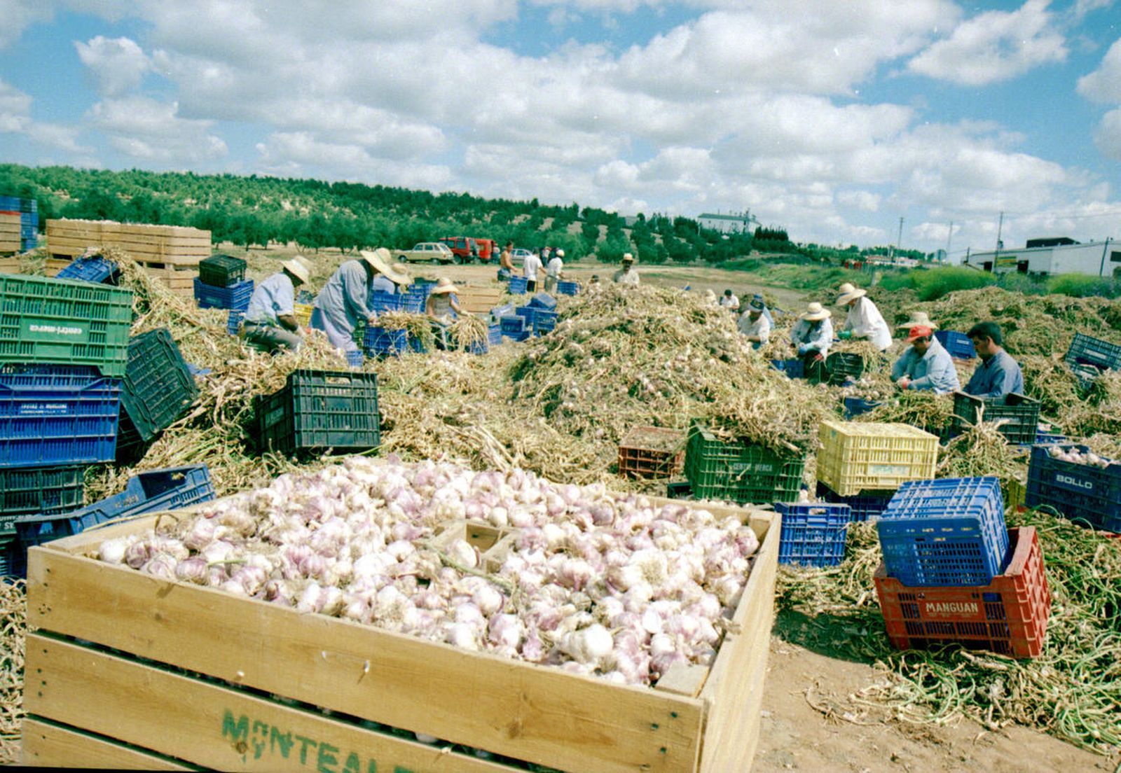 En Granada hay 787 hectáreas.
