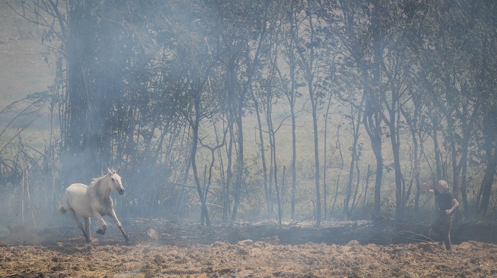 Así fue la salvación de las llamas de una manada de caballos en La Teja