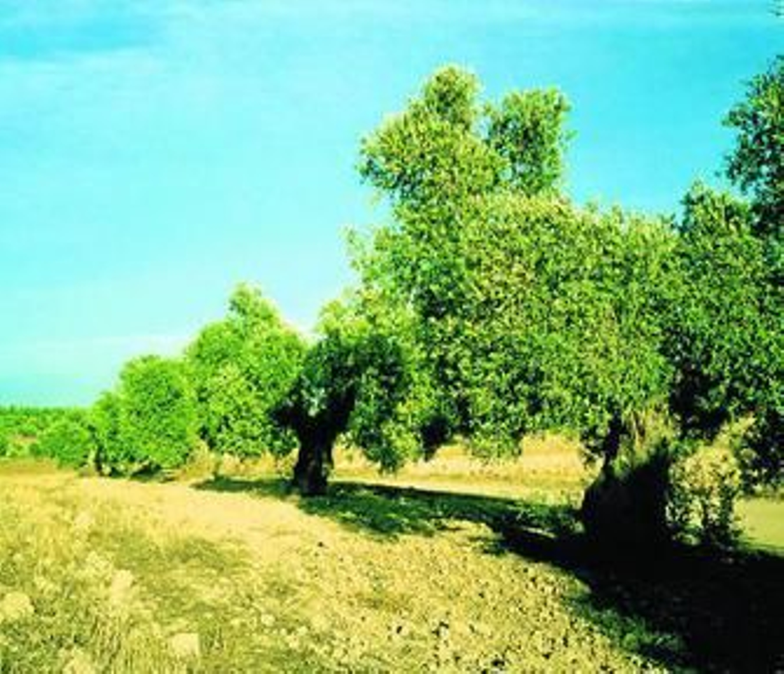Olivos en la Campiña onubense.