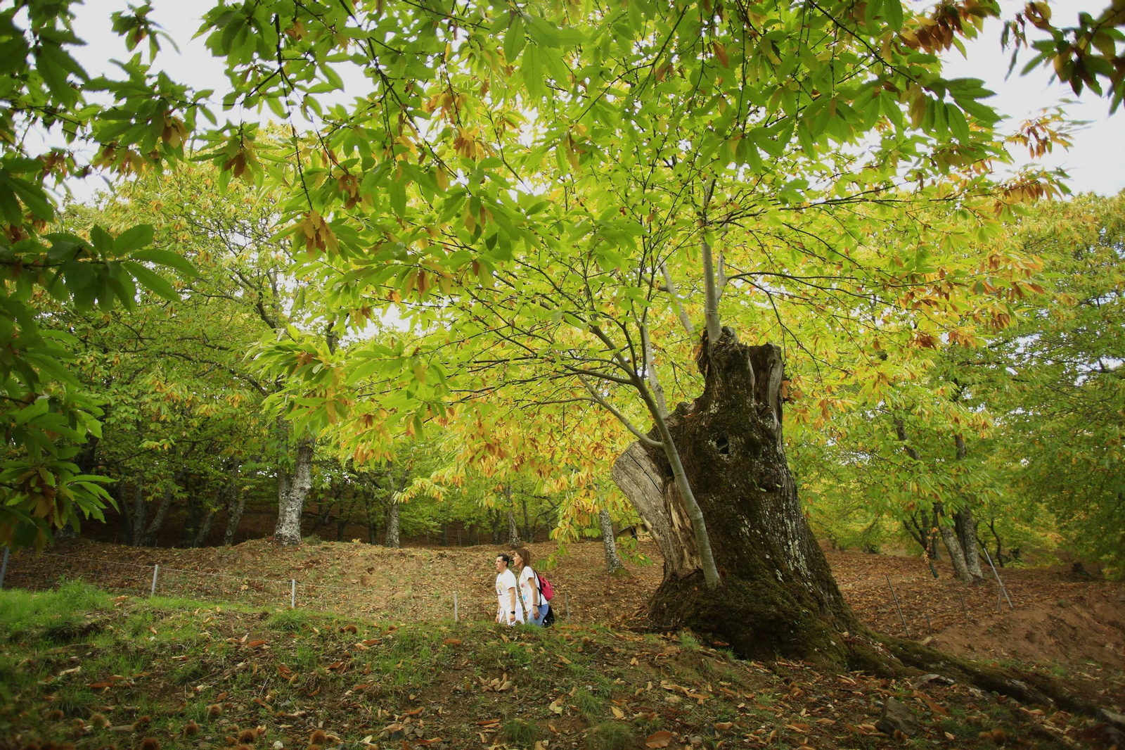 Fotos del Bosque de Cobre en el Valle del Genal.