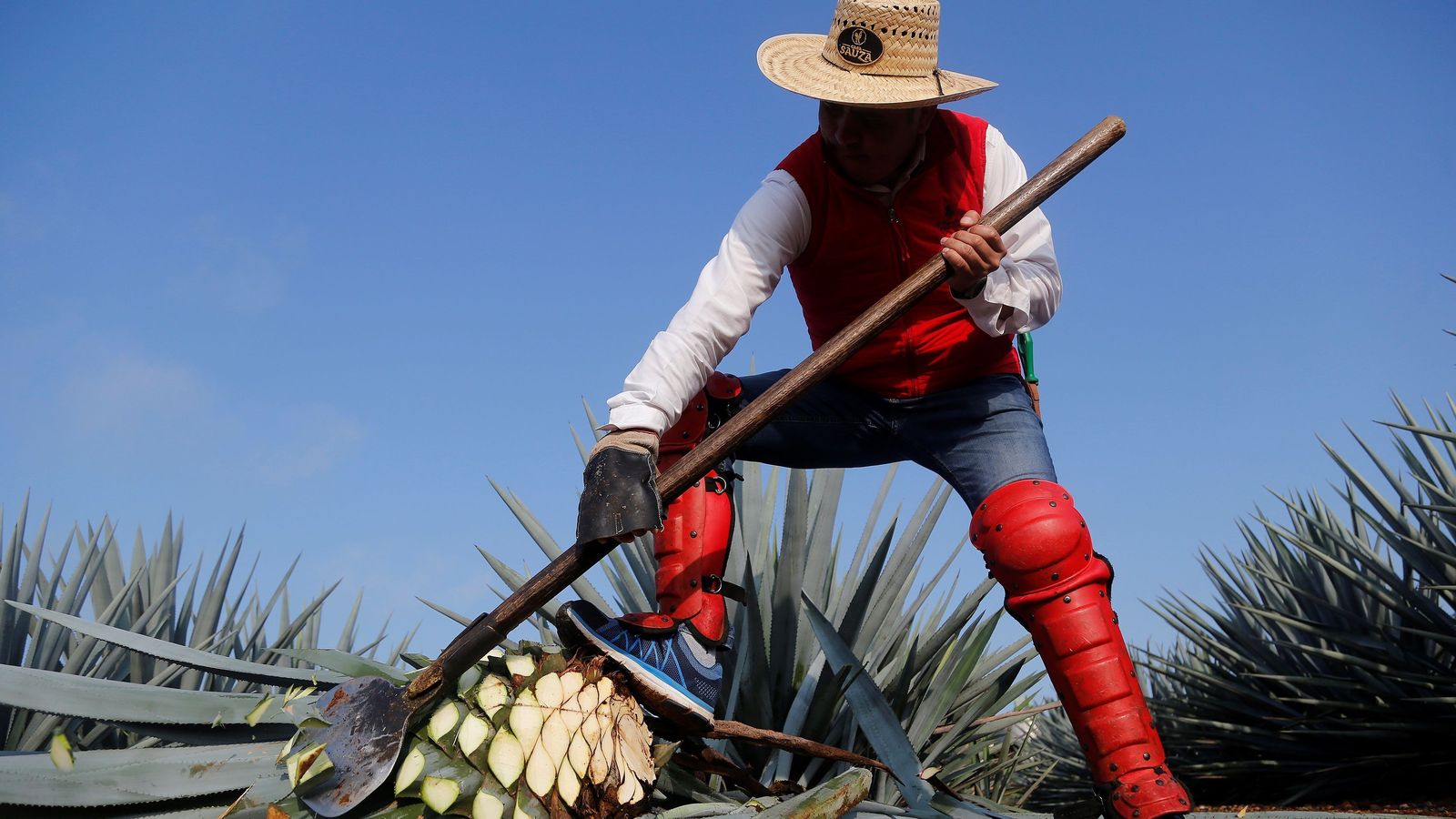 Una persona trabaja en un campo de agave en el municipio de Tequila, estado de Jalisco.