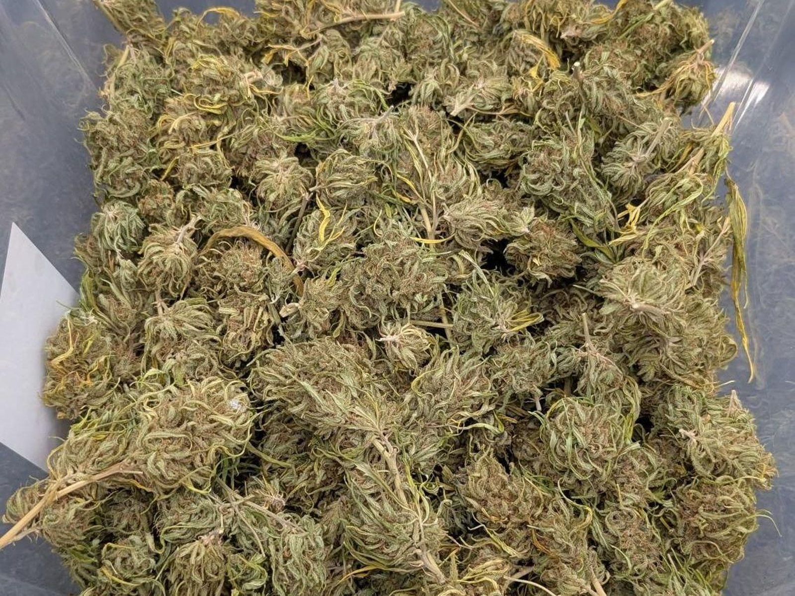 Cogollos de marihuana intervenidos por la Guardia Civil.