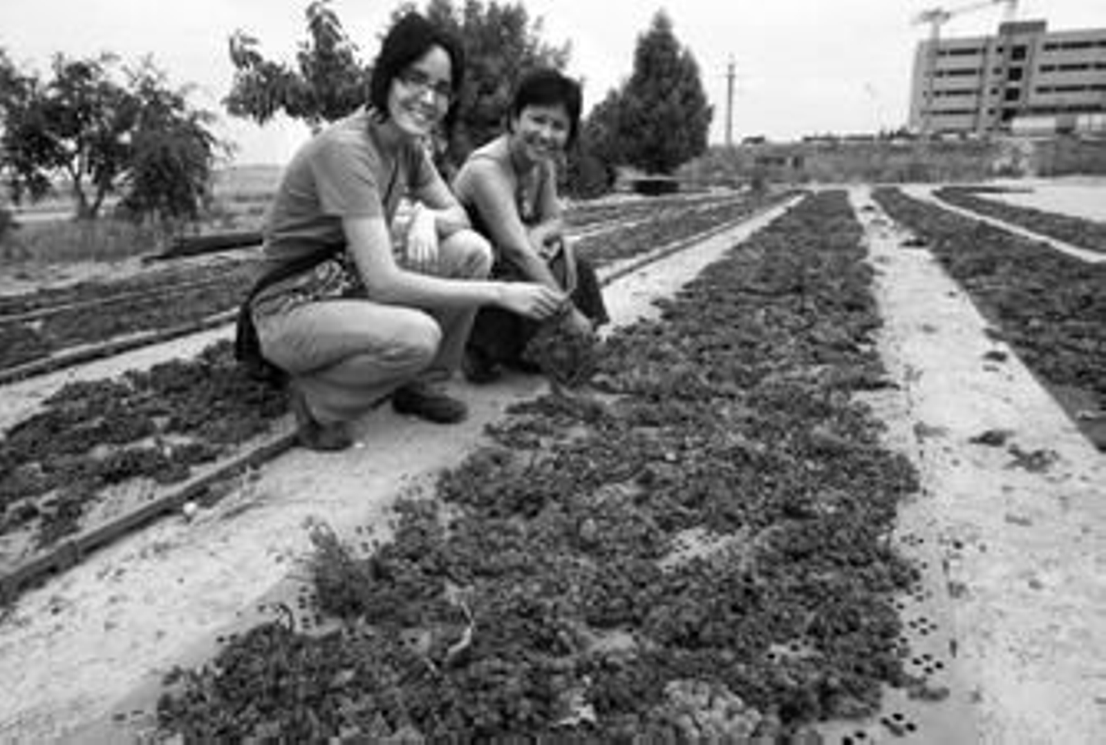 Arriba a la izquierda, Elena Alejos y Carmen Romero junto a la Pedro Ximénez al 'soleo' en distintos soportes en el exterior de la cooperativa Las Angustias; A la derecha, secado al sol de la uva entre líneos de una de las viñas dedicadas al cultivo en Puerto Real.