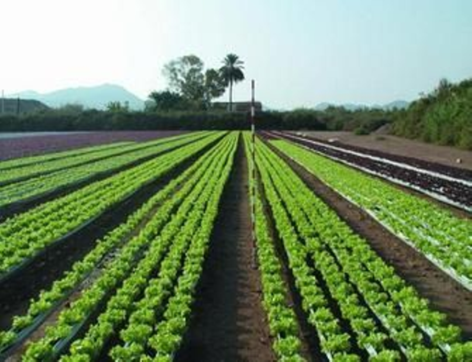 En las instalaciones de Pulpí se investigan diversos tipos de sistemas sobre cultivos monitorados.