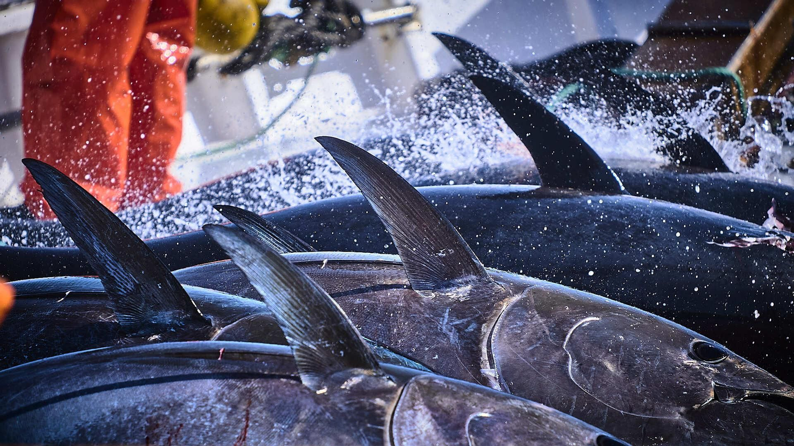 Trabajos durante el izado a bordo de la pesca.