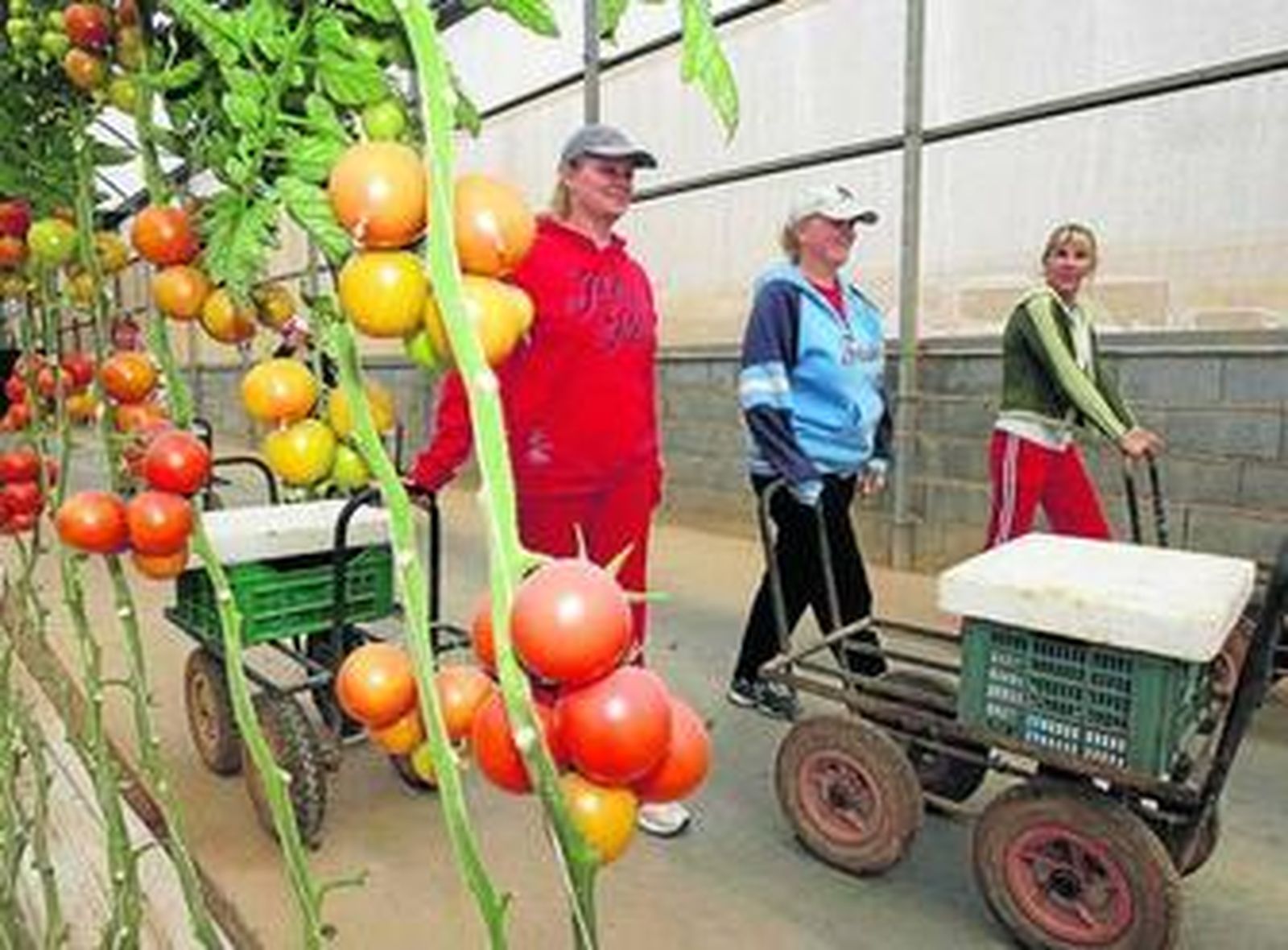 El tomate es, junto al pimiento, el principal cultivo de Almería, por volumen de producción y de facturación.