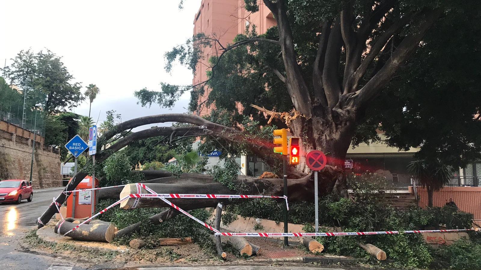El estado del ficus en 2019.