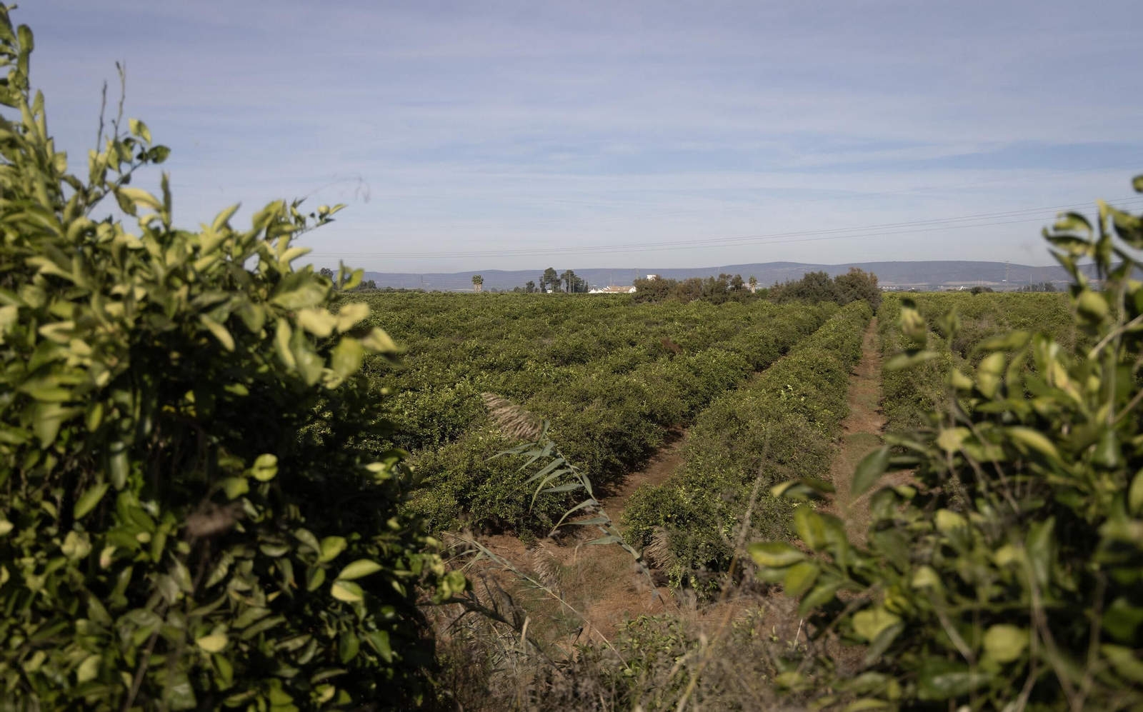 Así integra Bollo Natural Fruit agricultura y medio ambiente en una finca de Cantillana