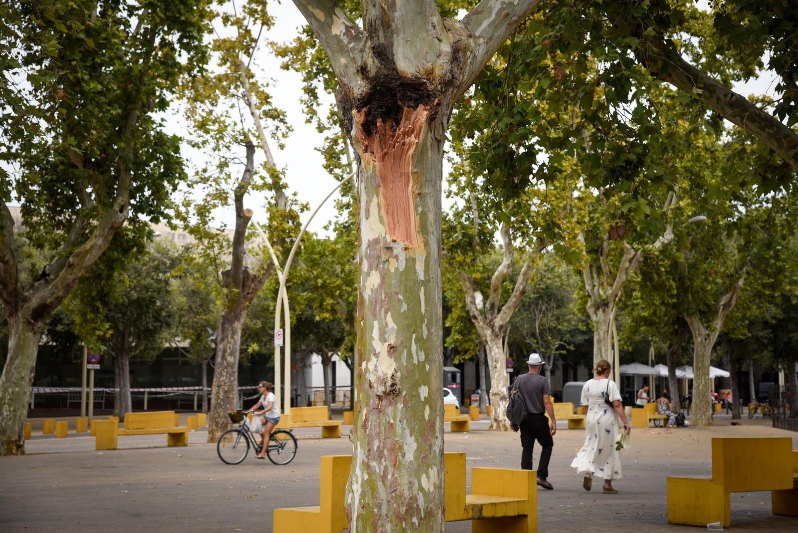 El falso plátano que se desgajó en la Alameda.
