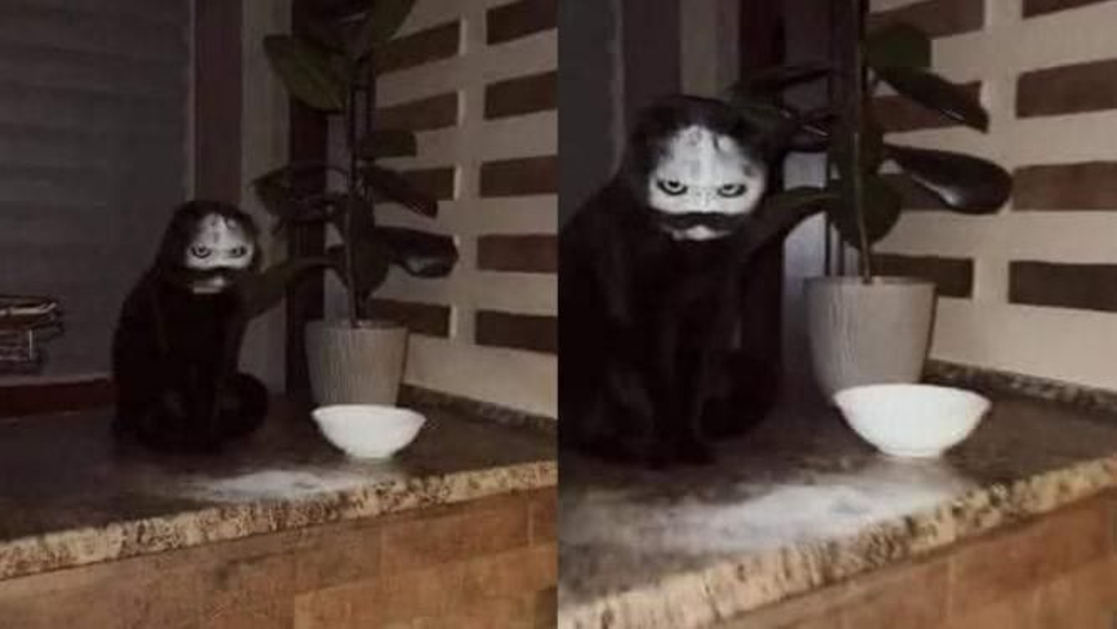 Un gato mete la cabeza dentro de un plato de harina y casi provoca un infarto a su dueño