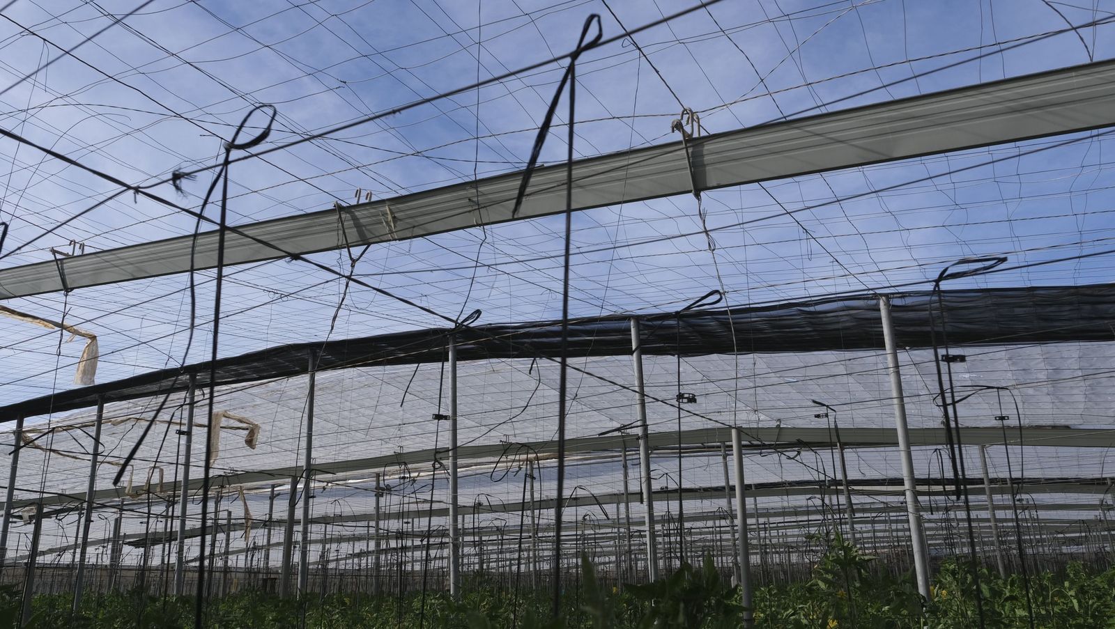 Los efectos del temporal de viento en los invernaderos, en imágenes