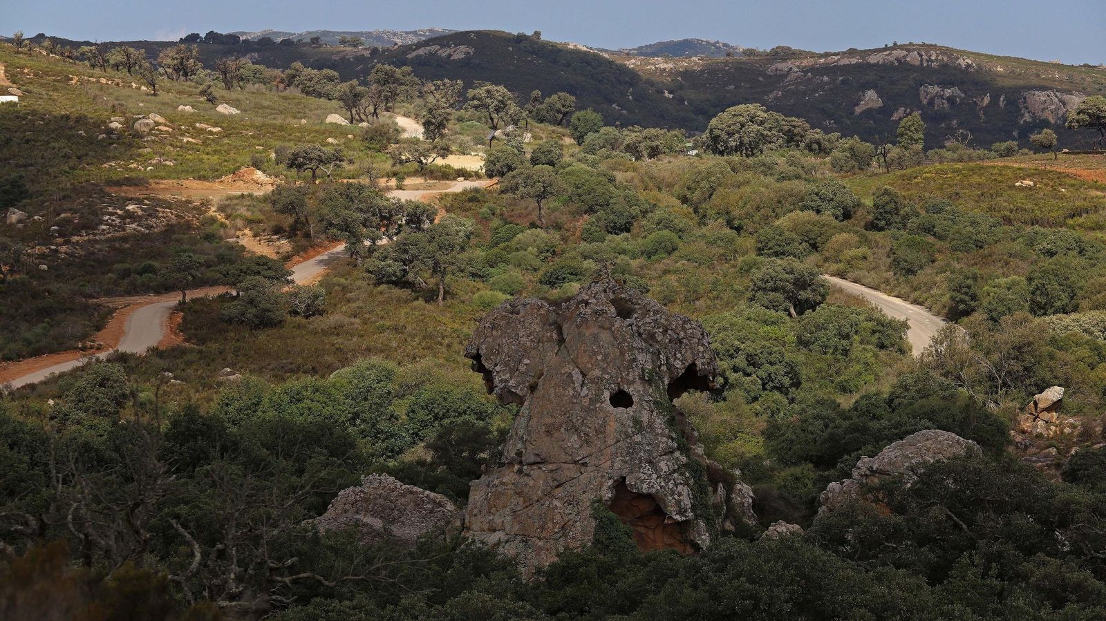 Una masa boscosa de alcornoques en Los Barrios.