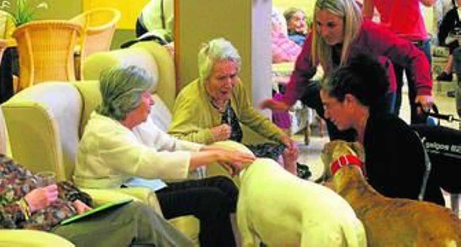 1. Varias usuarias del centro Ballesol Azalea con los animales de Galgos 112 que participan de la terapia. 2. Uno de los residentes, en silla de ruedas, pasea por el patio con uno de los galgos. 3. La terapia sirve también de ayuda a los animales, todos ellos maltratados o abandonados en el pasado.