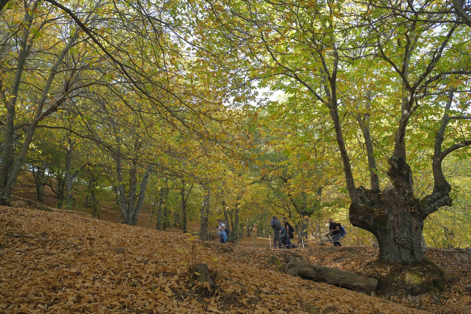 El Bosque de Cobre, en imágenes