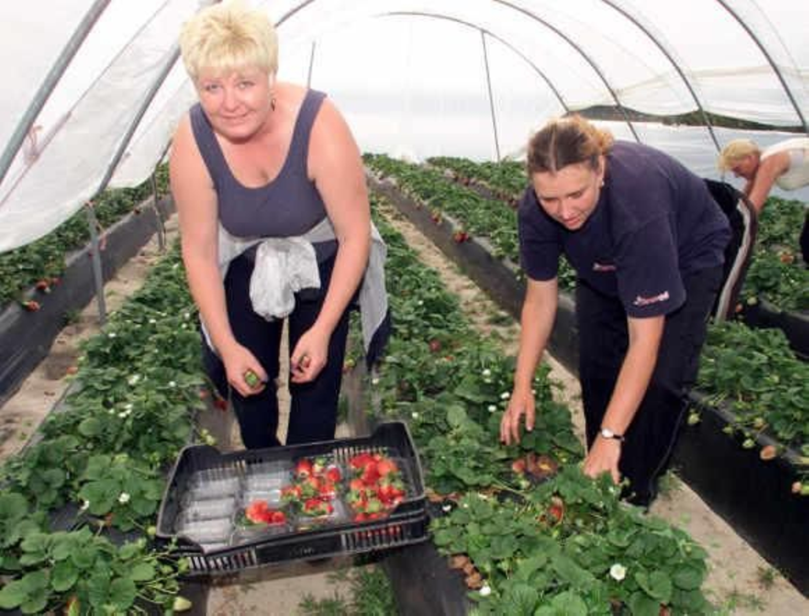 Demandan 11.000 temporeros para las campañas agrícolas