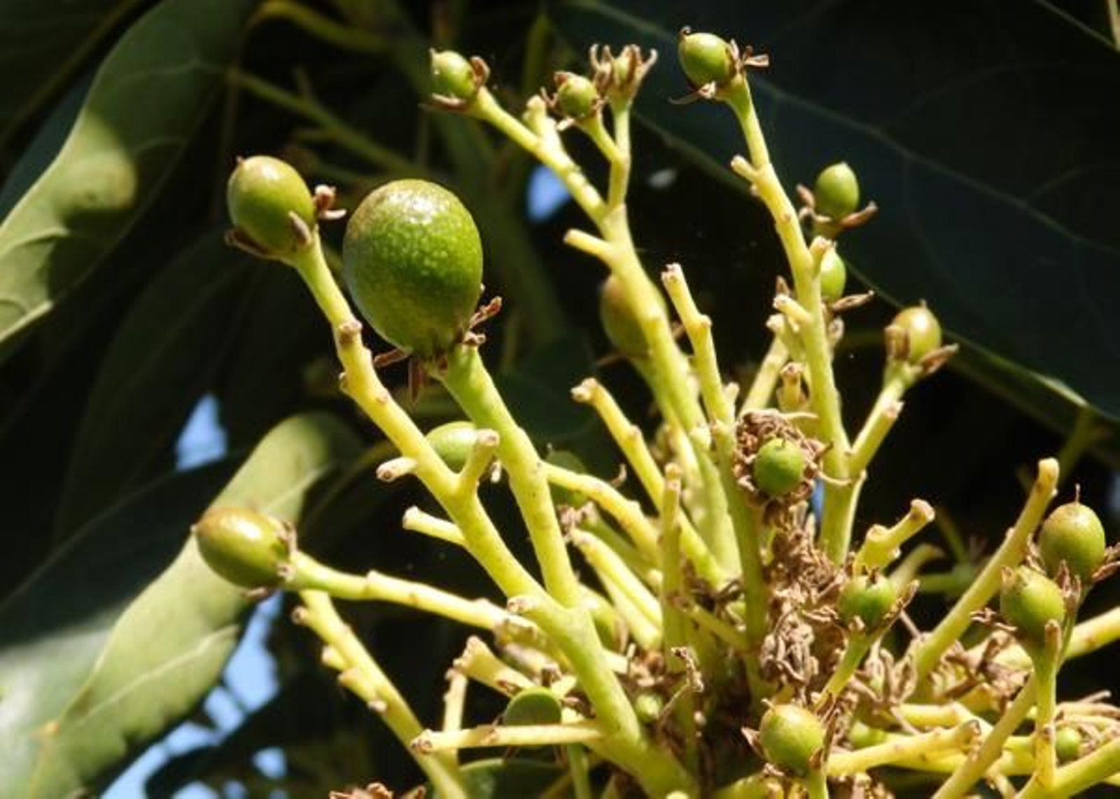 Aguacate cuajado gracias a la labor de Ecoculture.