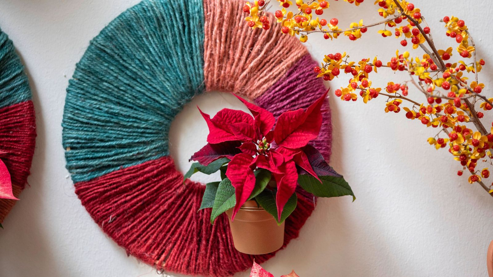 Andalucía se distingue por ser una de las regiones con mayor tradición en el cultivo de la flor de Pascua