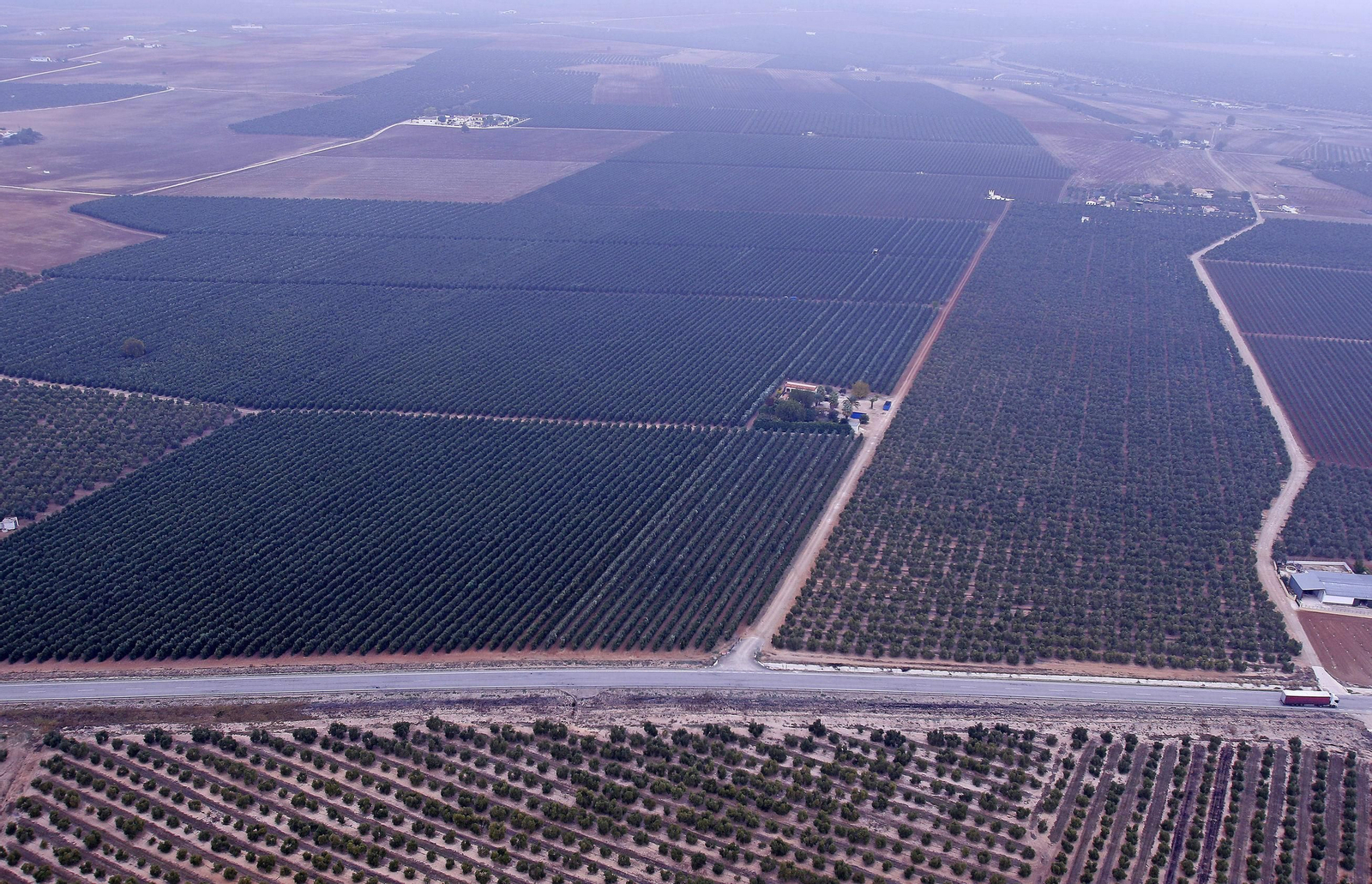 Imagen de parte del olivar sevillano visto desde un globo.