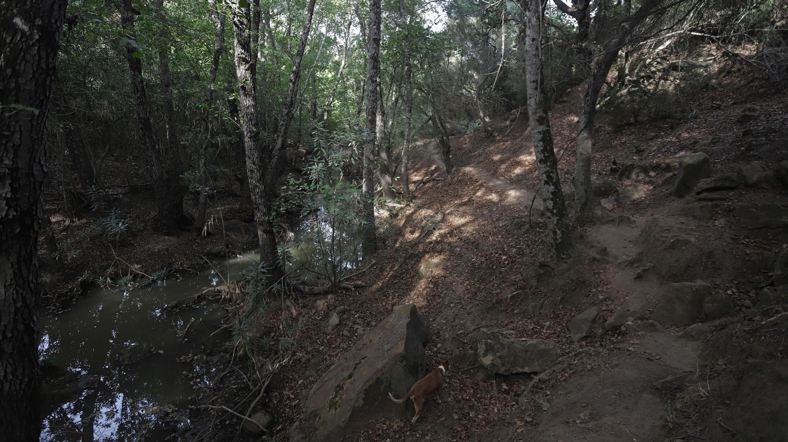 El sendero de la mariposa monarca en Castellar.