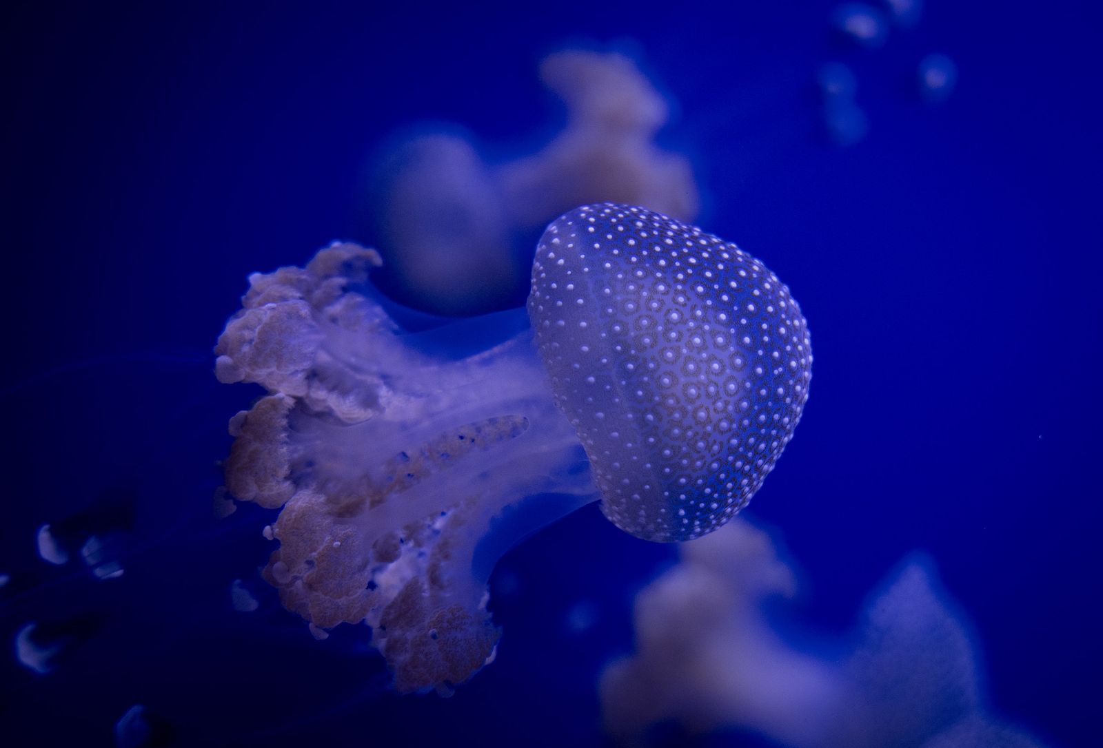 La reapertura del acuario de Sevilla, en imágenes