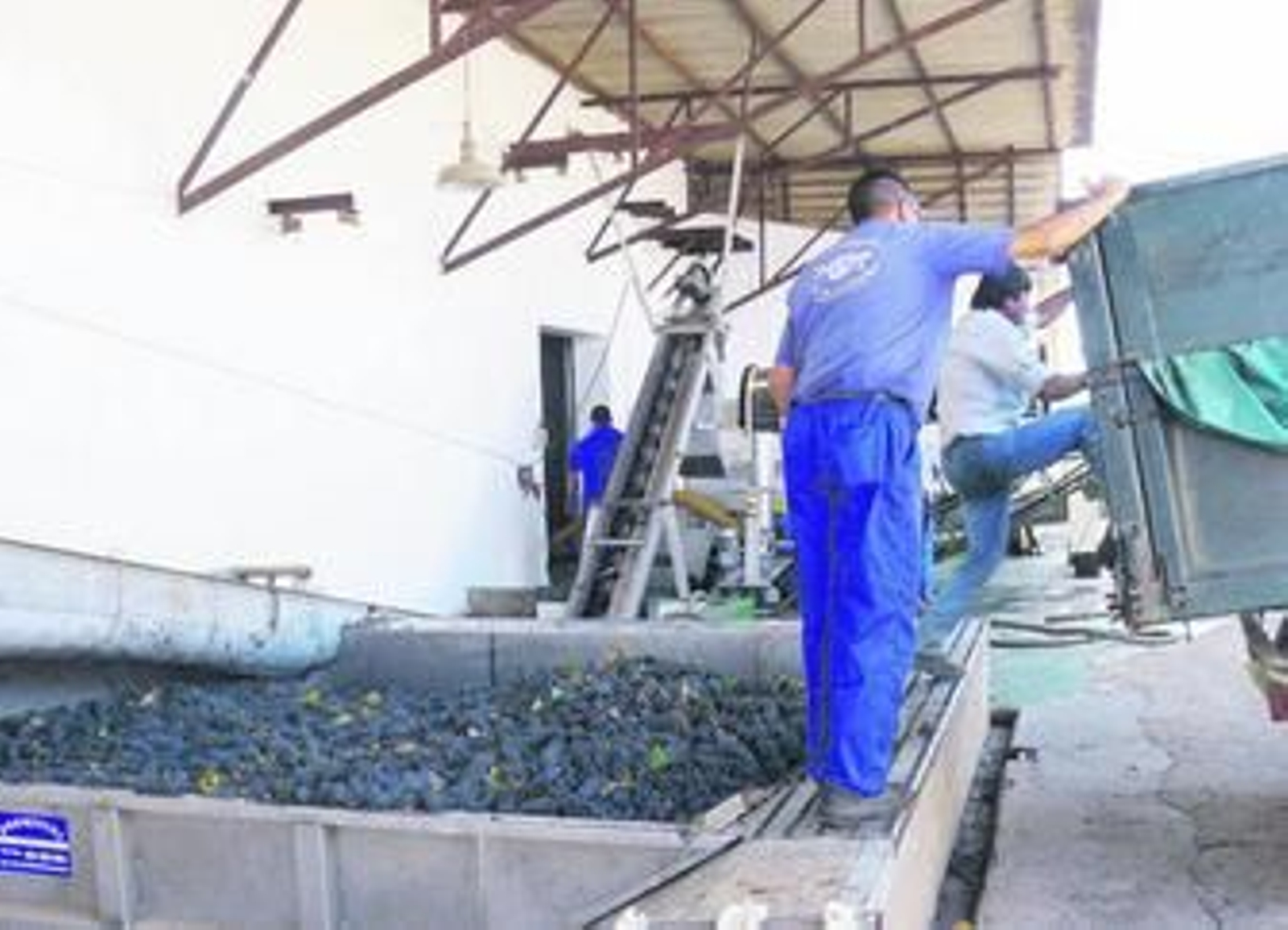 Descarga de la uva en la Cooperativa Vitivinícola Nuestra Señora del Socorro hace diez días.