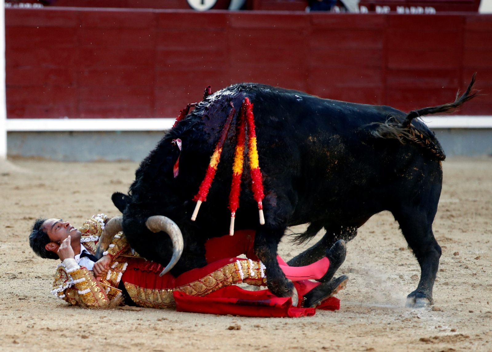Momento de la cogida sufrida por Jesús Enrique Colombo, que se recuperó para estoquear al toro.