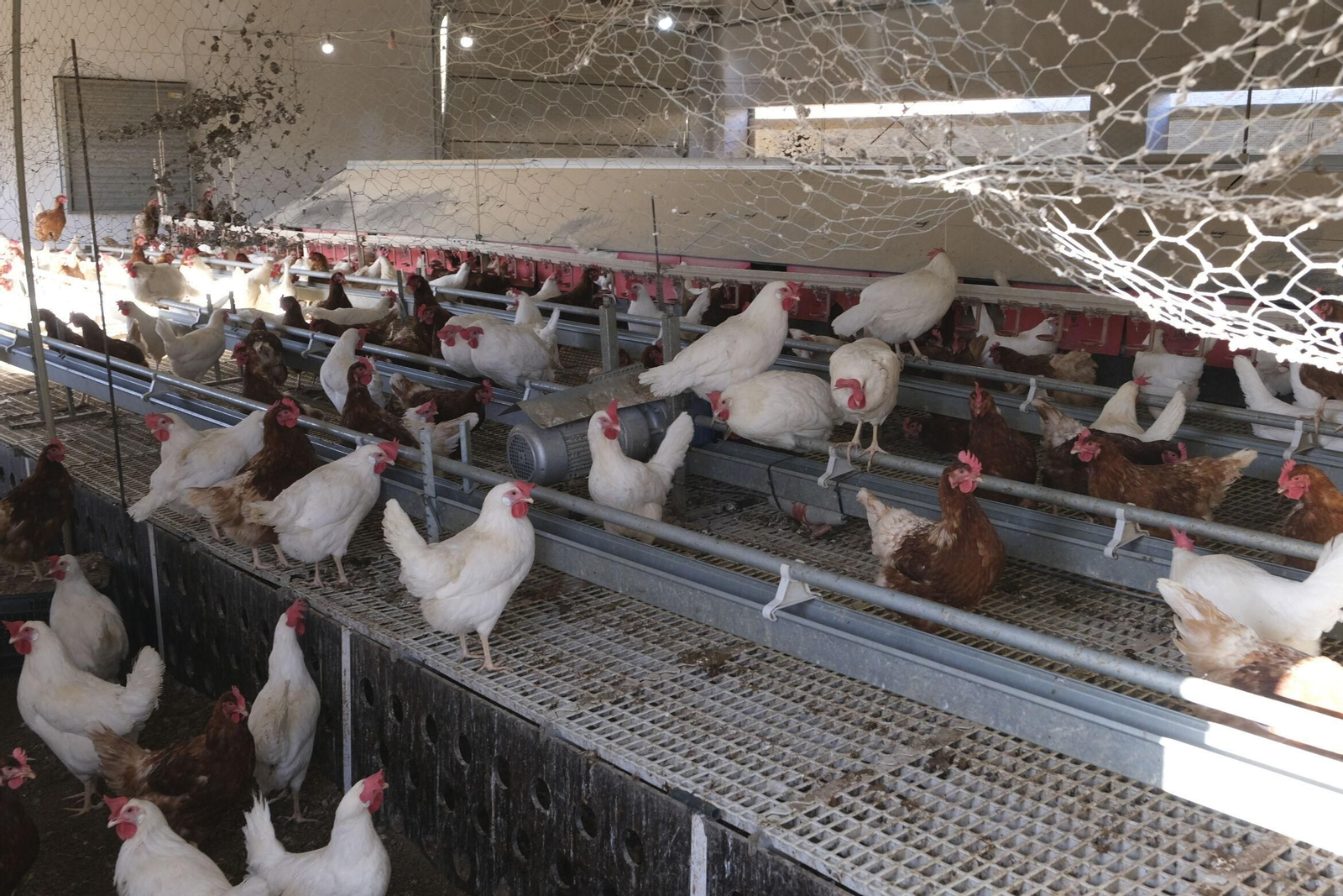 Una de las explotaciones avícolas de la provincia almeriense