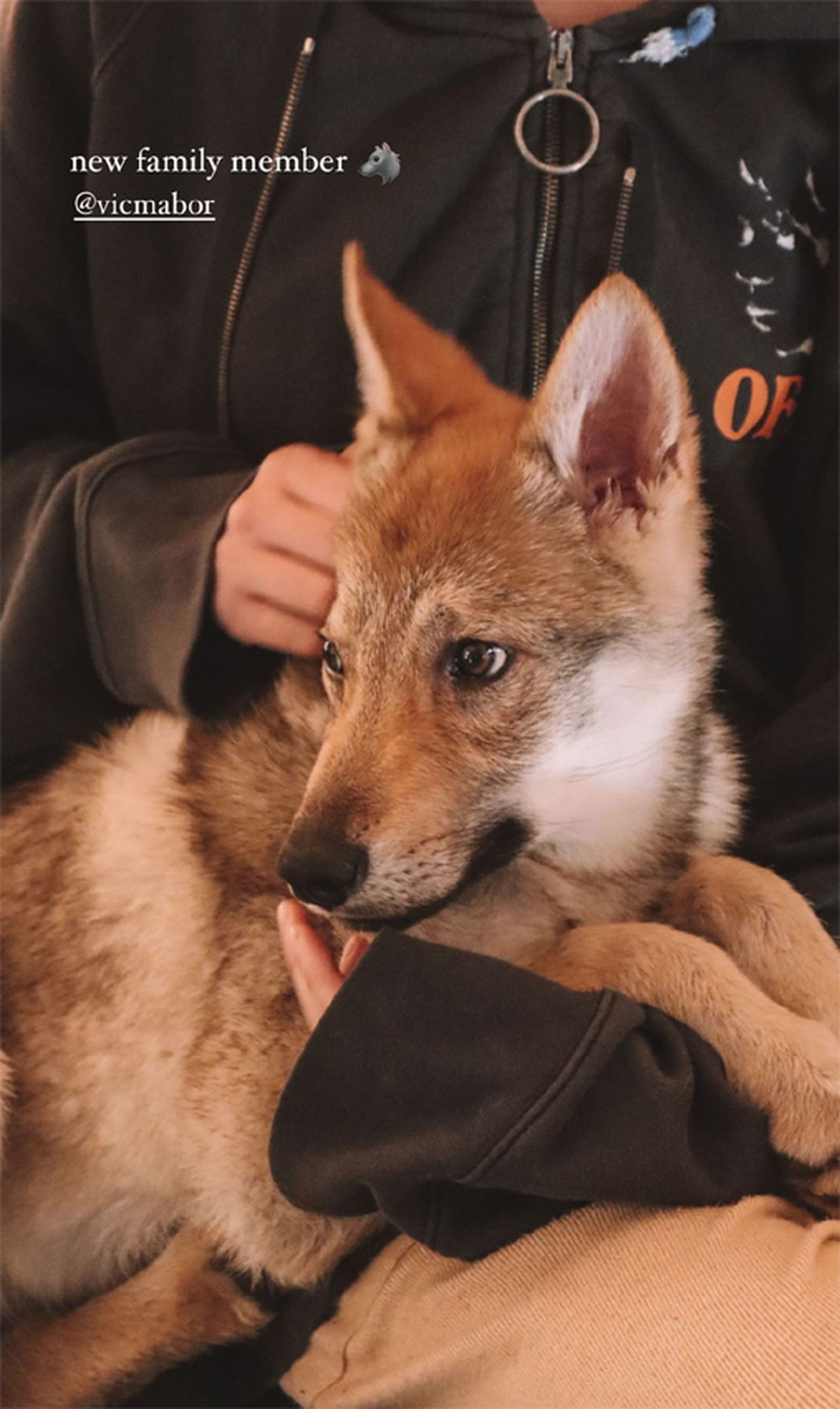 El afortunado perrito, en brazos de su dueña.