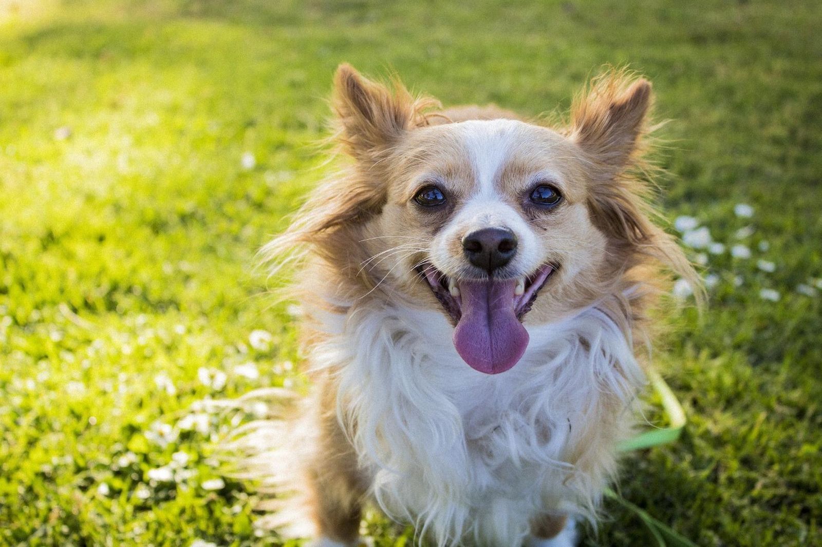 La salud dental es importante desde que el animal es todavía un cachorro