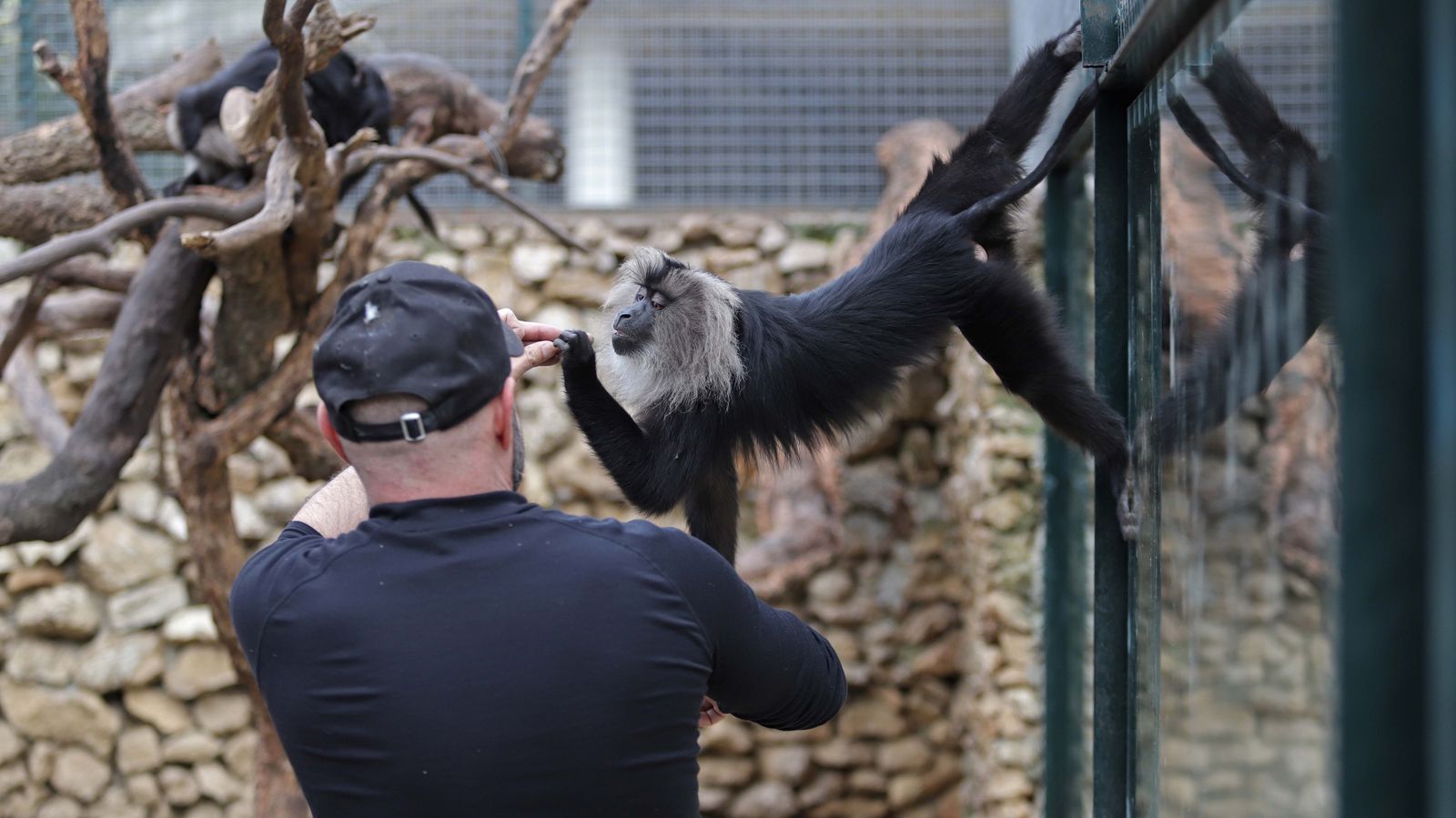 Fotos de los macacos de cola de león del zoo de Castellar