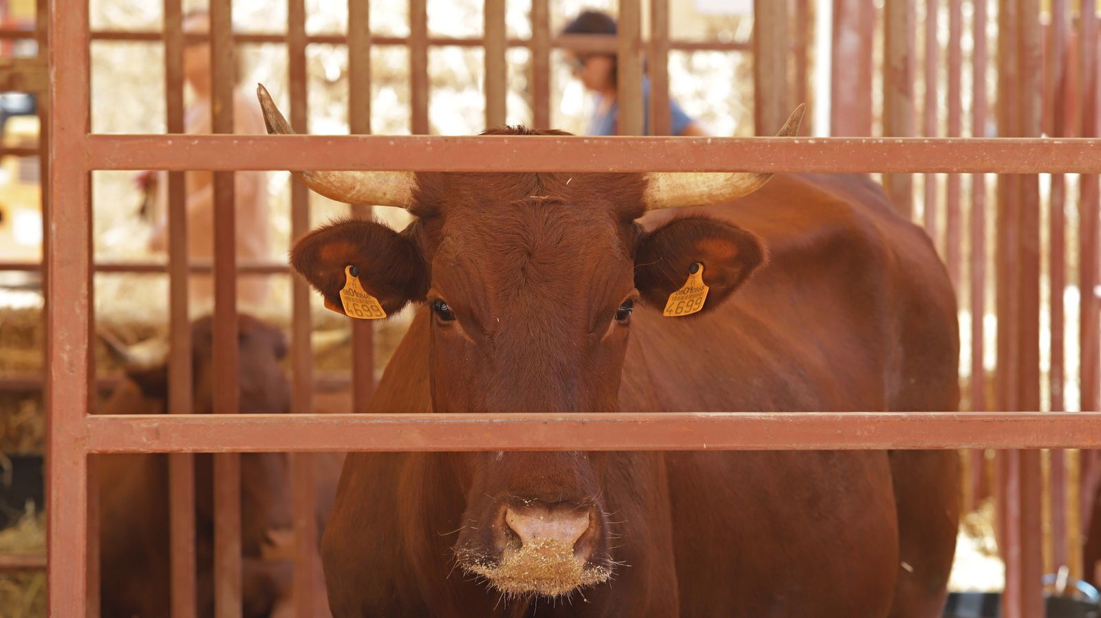 Fotos de la inauguración de la 171 Feria del Ganado de Algeciras