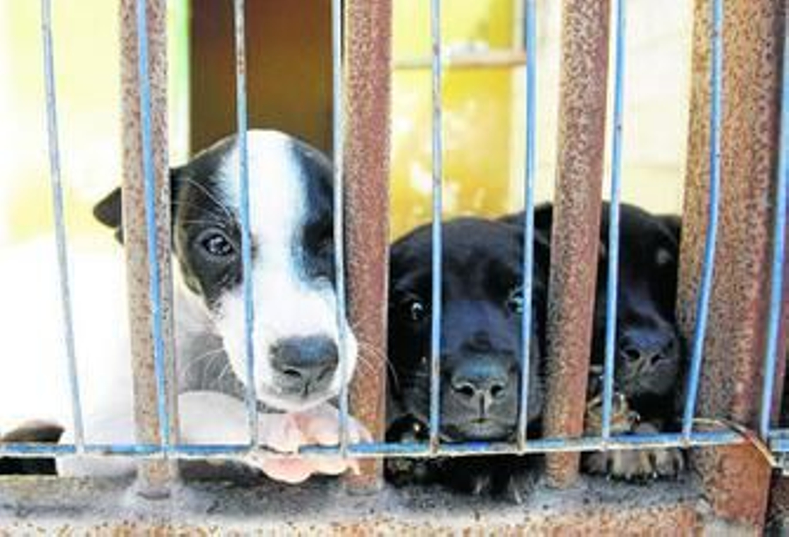 Perros, en las instalaciones de Prodean.