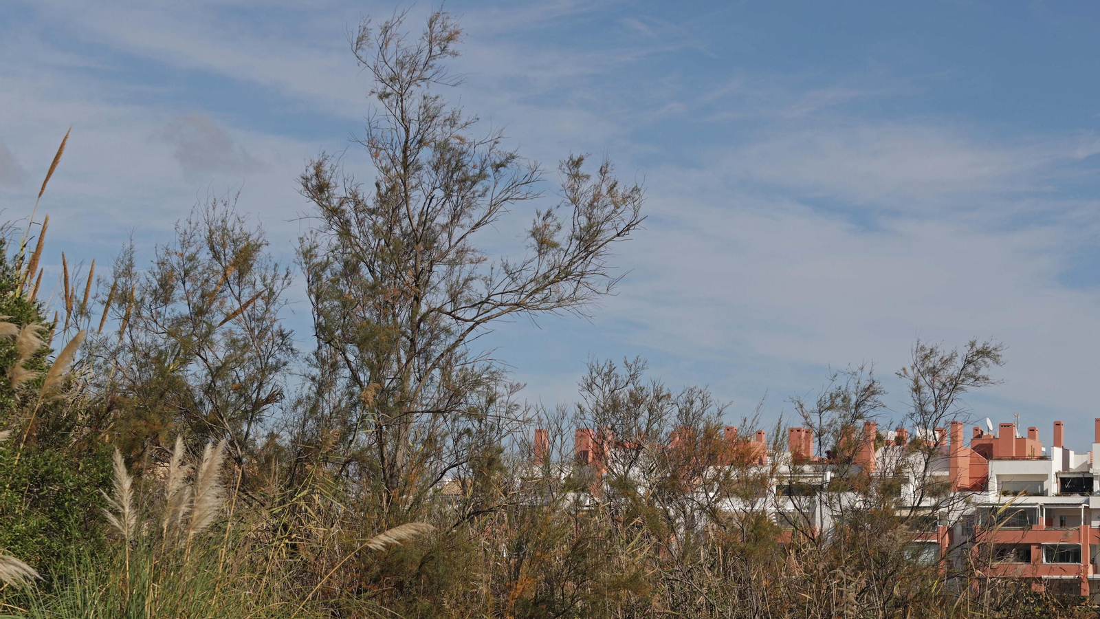 Fotos del estuario del río Guadiaro en San Roque