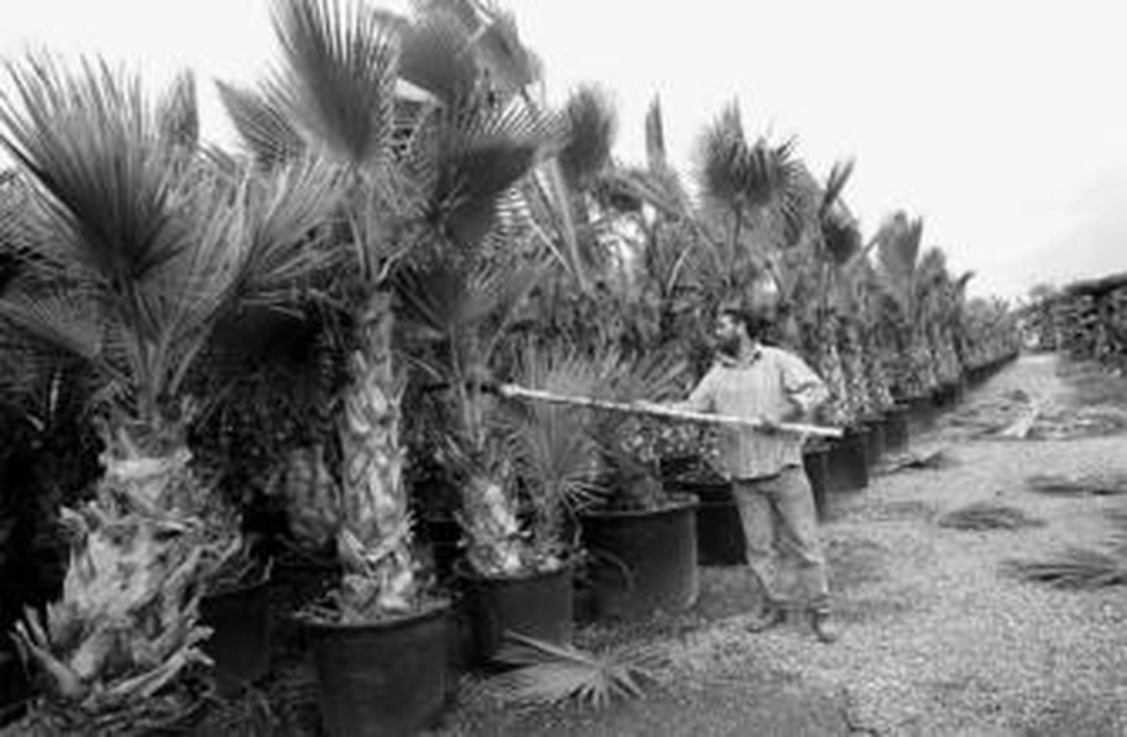 Palmeras cultivadas en un vivero de la provincia de Málaga.