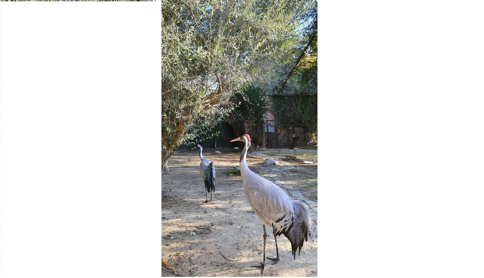 Pareja de Grulla Común recién llegada a las instalaciones del Zoobotánico de Jerez.