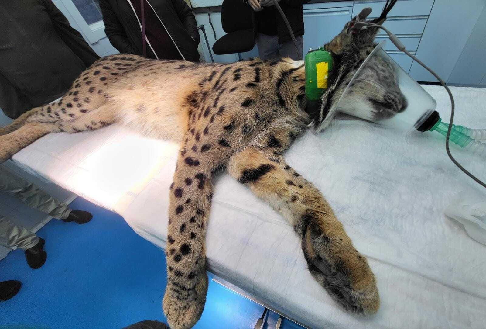 Momento en el que se realizan las pruebas al lince.